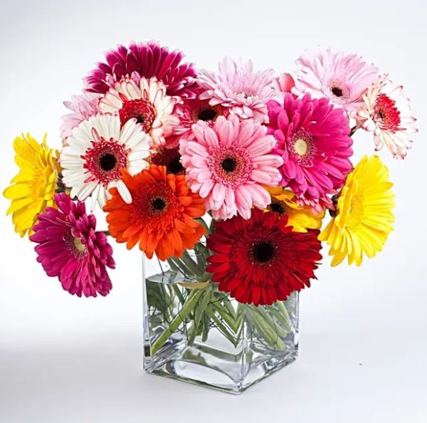 Gerberas In Glass Vase